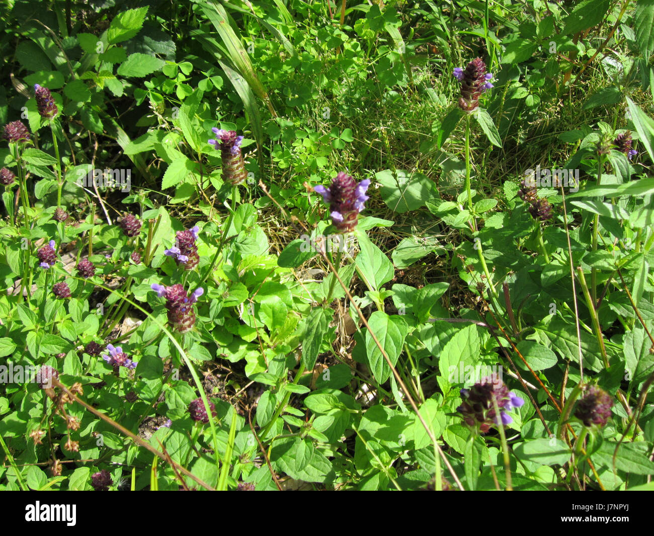 Dieses Foto zeigt die Schwetzinger Hardt, ein Waldgebiet in Deutschland, das für seine natürliche Schönheit bekannt ist. Das Bild zeigt das üppige Grün und die ruhige Umgebung, die typisch für dieses Naturschutzgebiet ist und Teil des größeren Schlossparks Schwetzinger ist. Stockfoto