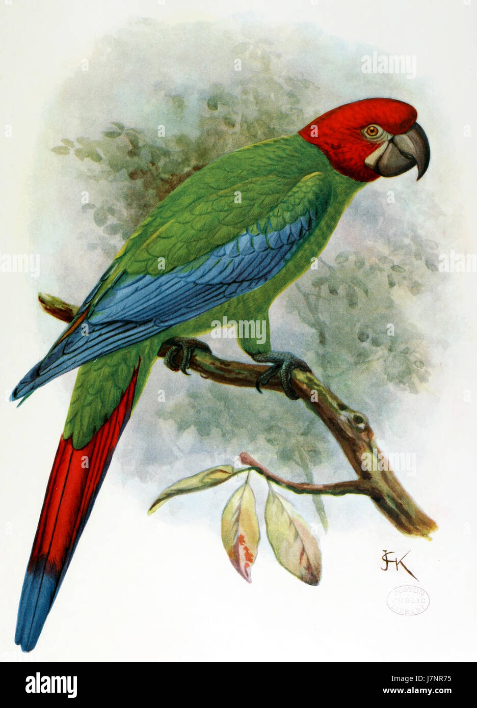 ARA erythrocephala, auch bekannt als Rotfrontenara, ist eine Papageienart, die in den halbtrockenen Regionen Mexikos beheimatet ist. Es ist bekannt für sein leuchtendes rot-grünes Gefieder und gilt als kritisch gefährdet aufgrund von Lebensraumverlusten und illegalem Heimtierhandel. Stockfoto