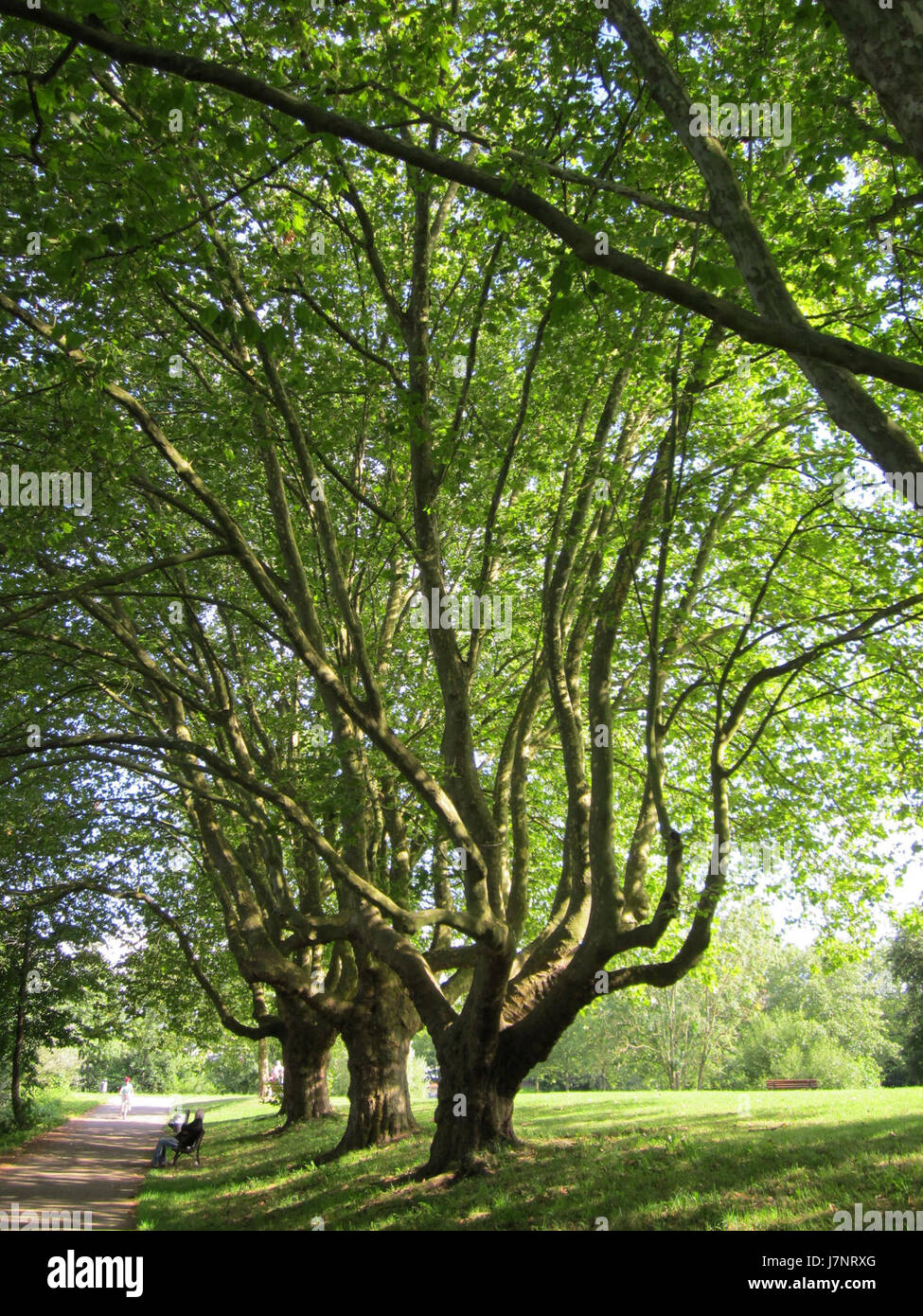 Dieser Verweis hebt die Lage von Platanen in SaarbrÃ¼cken hervor, wobei besonderes Augenmerk auf die umliegende Landschaft und die historische Bedeutung des Gebiets gelegt wird. Stockfoto