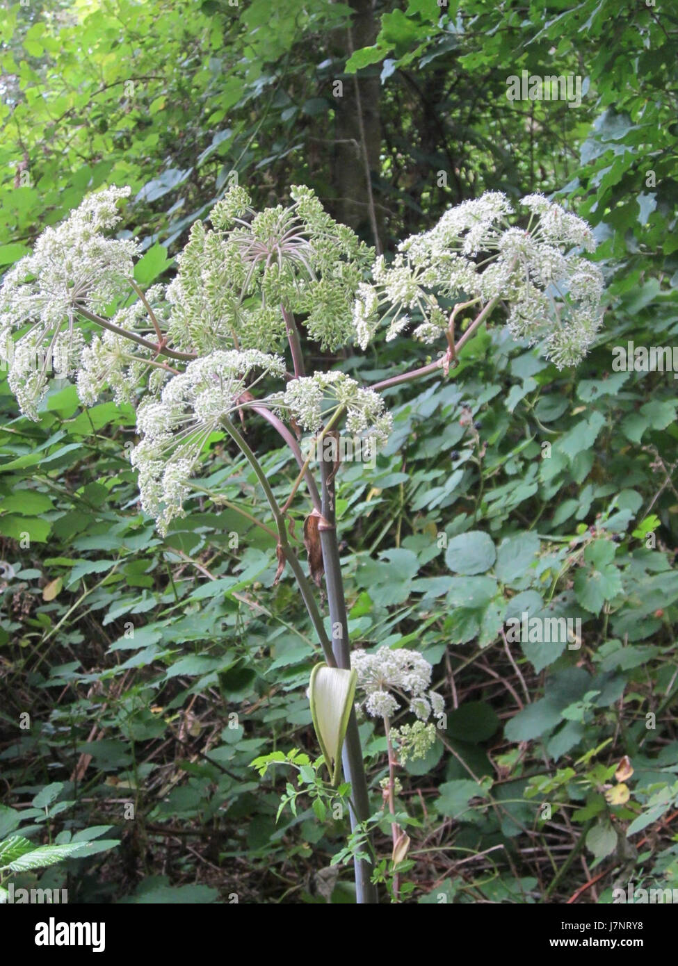 Der St. Arnualer Wiesen bezieht sich auf einen Ort oder eine Veranstaltung, möglicherweise eine jährliche Messe oder ein kulturelles Treffen in der Region St. Arnual, die einen Einblick in die Traditionen und das Gemeindeleben in dieser Region bietet. Stockfoto