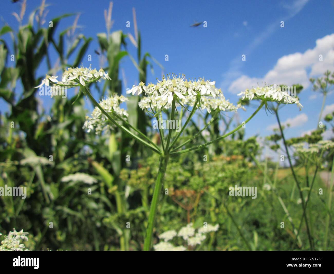 Dies bezieht sich auf eine Veranstaltung oder ein Bild, das auf der Hockenheimer Rennstrecke, speziell am 13. August 2012, aufgenommen wurde. Der Ort ist bekannt für Motorsport-Events, insbesondere Formel-1-Rennen. Stockfoto
