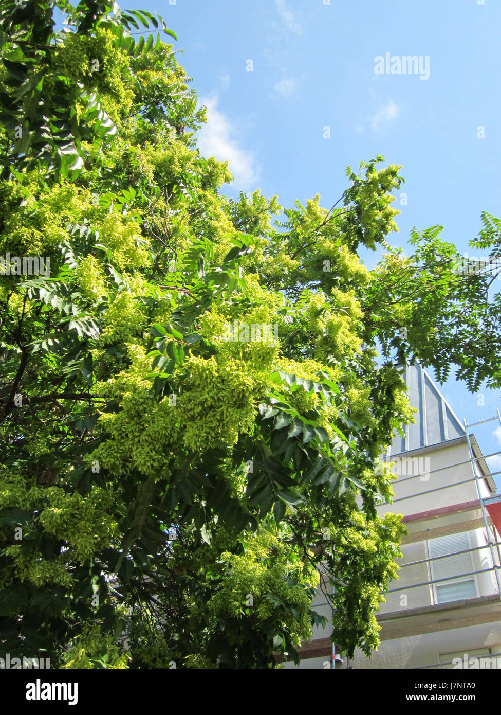 20120815Goetterbaum man Hockenmheim4 Stockfoto