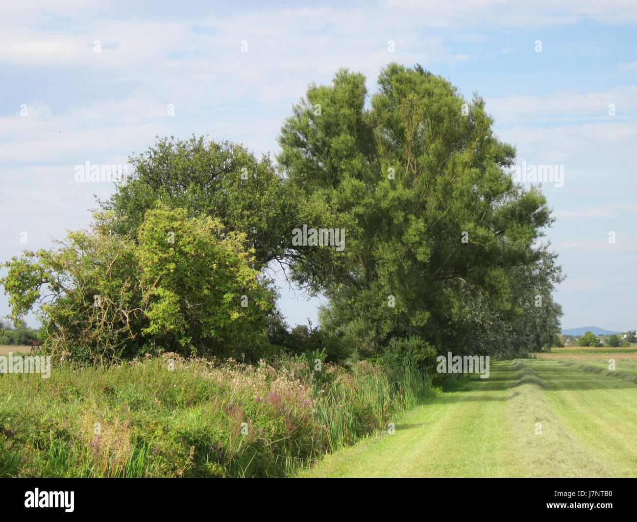 20120815Bach Leopoldswiesen Hockenheim26 Stockfoto