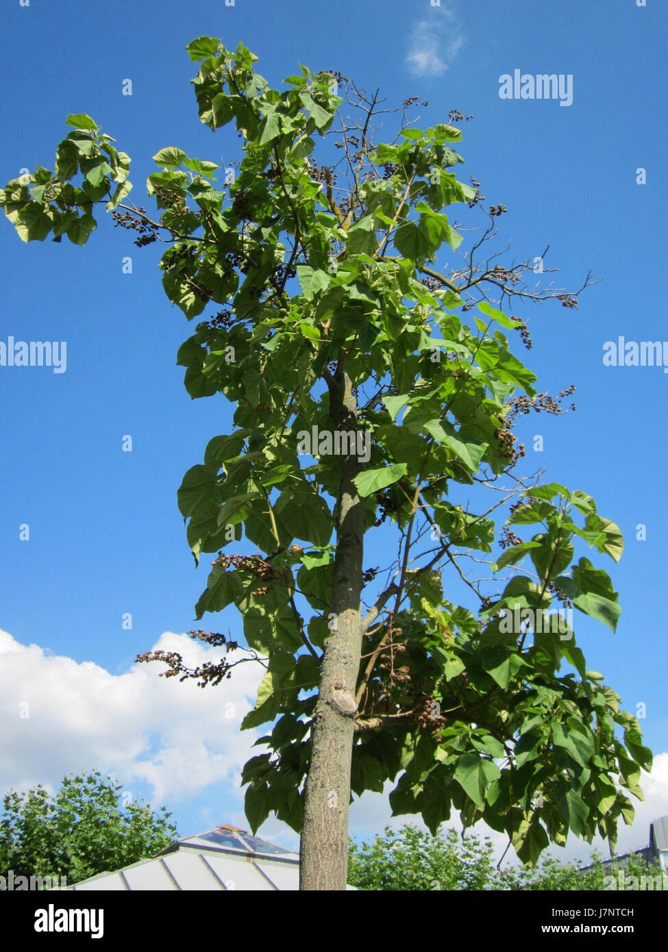 20120816Hockenheim04 Stockfoto