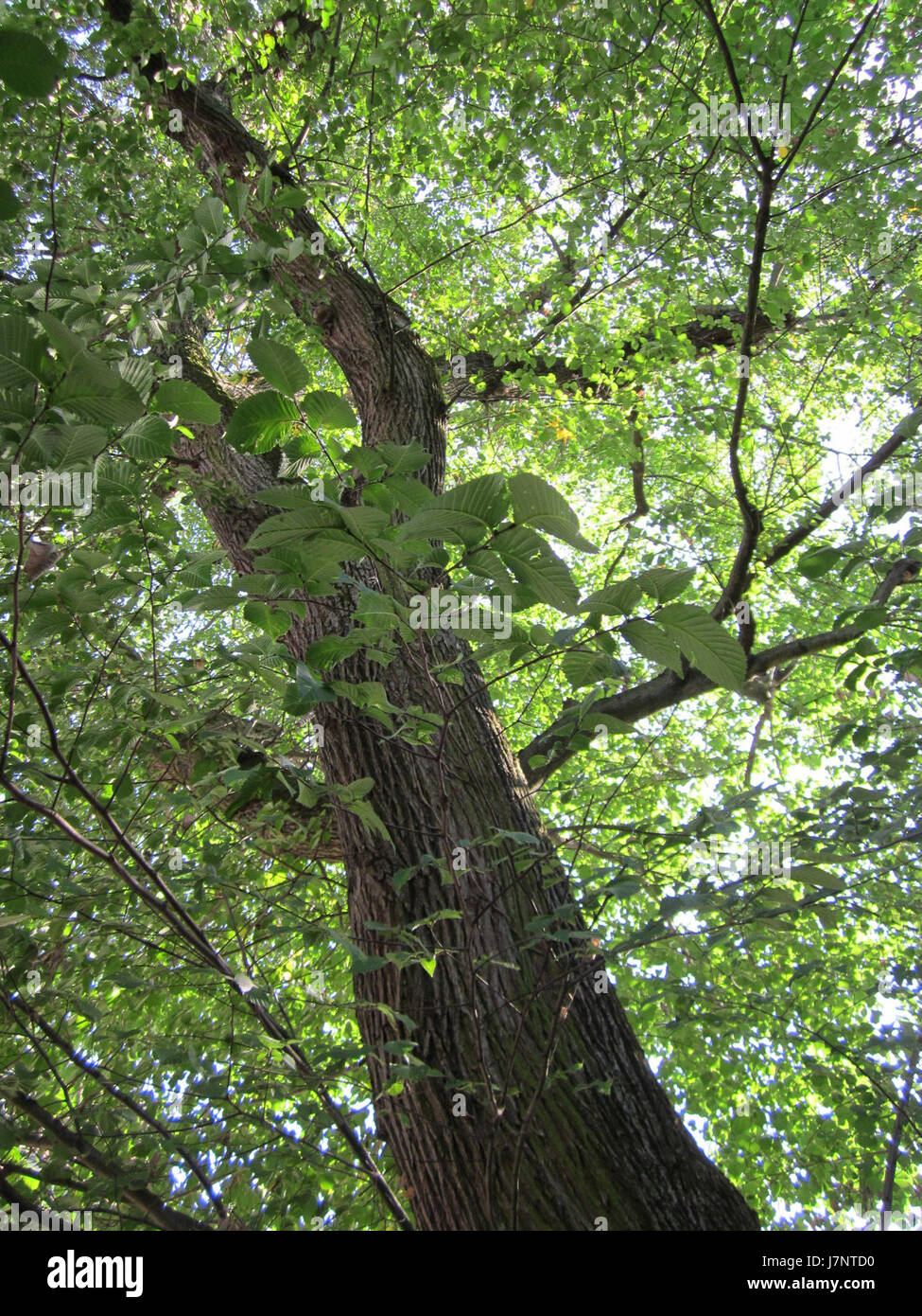 Dieses Bild zeigt die Karlsruher Straße in Hockenheim, eine wichtige Durchgangsstraße in der Nähe des Hockenheimrings, in der die berühmte Formel-1-Rennstrecke Hockenheim beheimatet ist. Stockfoto