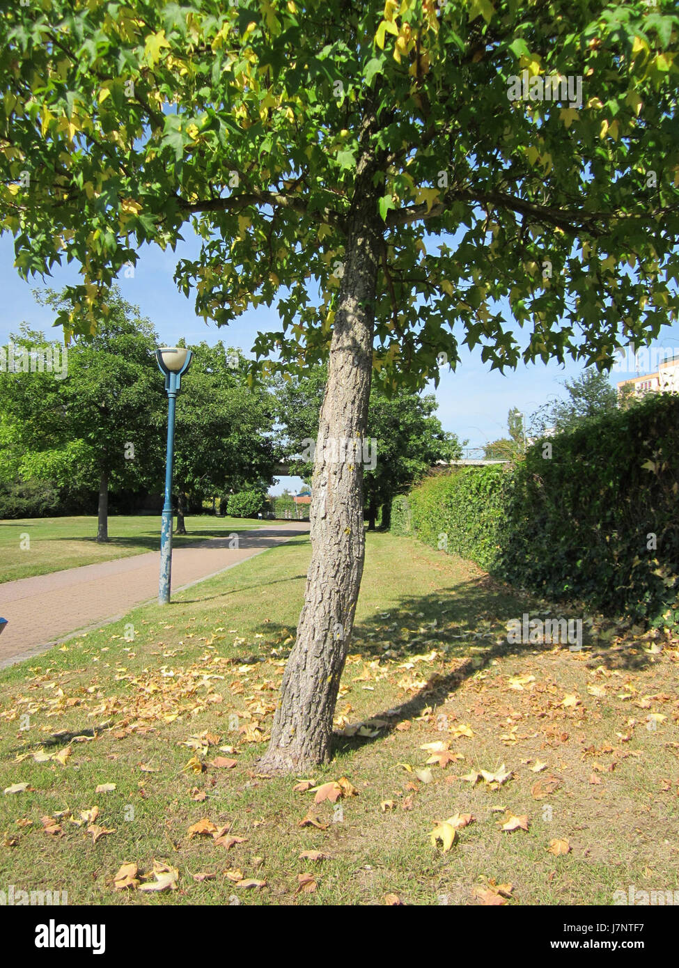 Ein Ereignis oder Ereignis am 17. August 2012, wahrscheinlich im Zusammenhang mit Amberbaum in Hockenheim. Die Referenz könnte sich auf einen bestimmten Vorfall oder ein Ereignis beziehen, an dem dieser Standort beteiligt ist. Stockfoto