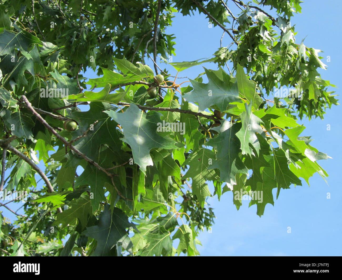 Das Bild mit dem Titel „20120817 Eiche Hockenheim“ zeigt eine Szene aus Hockenheim, die möglicherweise die Rennstrecke Hockenheimring oder eine nahegelegene Eiche zeigt. Stockfoto