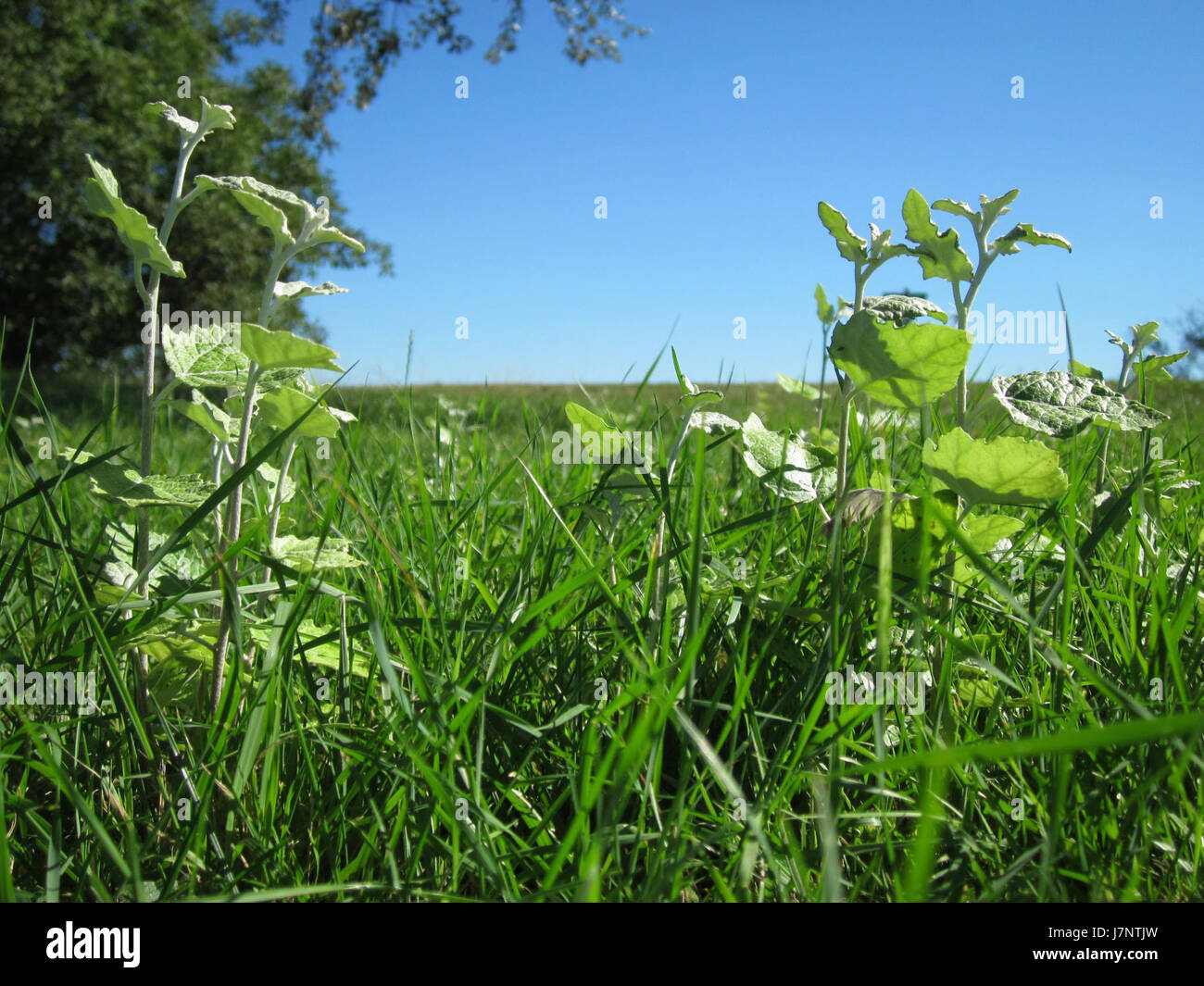 Der Silberpappel ist ein Baum, der für seine silberfarbenen Blätter bekannt ist, und dieser Eintrag bezieht sich auf ein Foto oder eine Beschreibung des Baumes vom 18. August 2012. Stockfoto