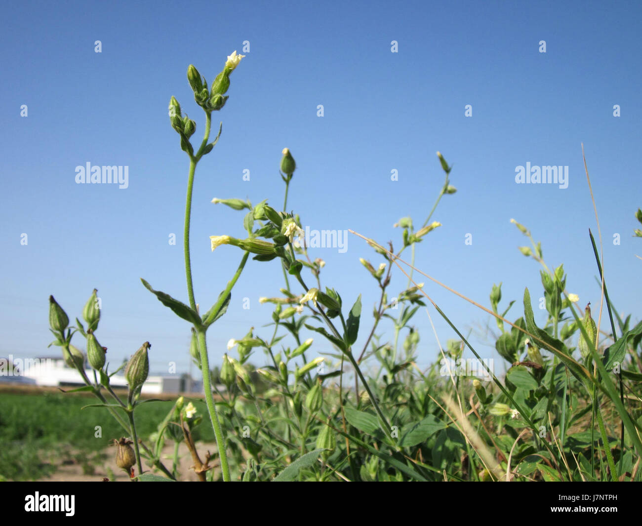 Dieses Bild, aufgenommen am 19. August 2012, fängt Schwetzingen ein, eine Stadt, die für ihren wunderschönen Palast und ihre Gärten bekannt ist, und zeigt ihre architektonische und kulturelle Bedeutung. Stockfoto