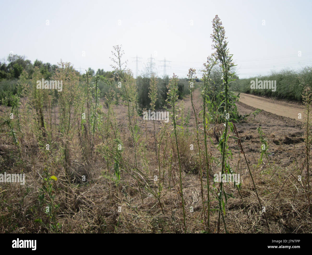 Dieser Titel bezieht sich auf eine Veranstaltung oder ein Foto vom 19. August 2012 in Schwetzingen. Schwetzingen ist bekannt für seine historischen Gärten und das Schloß Schwetzingen, oft ein Zentrum kultureller oder historischer Ereignisse. Stockfoto