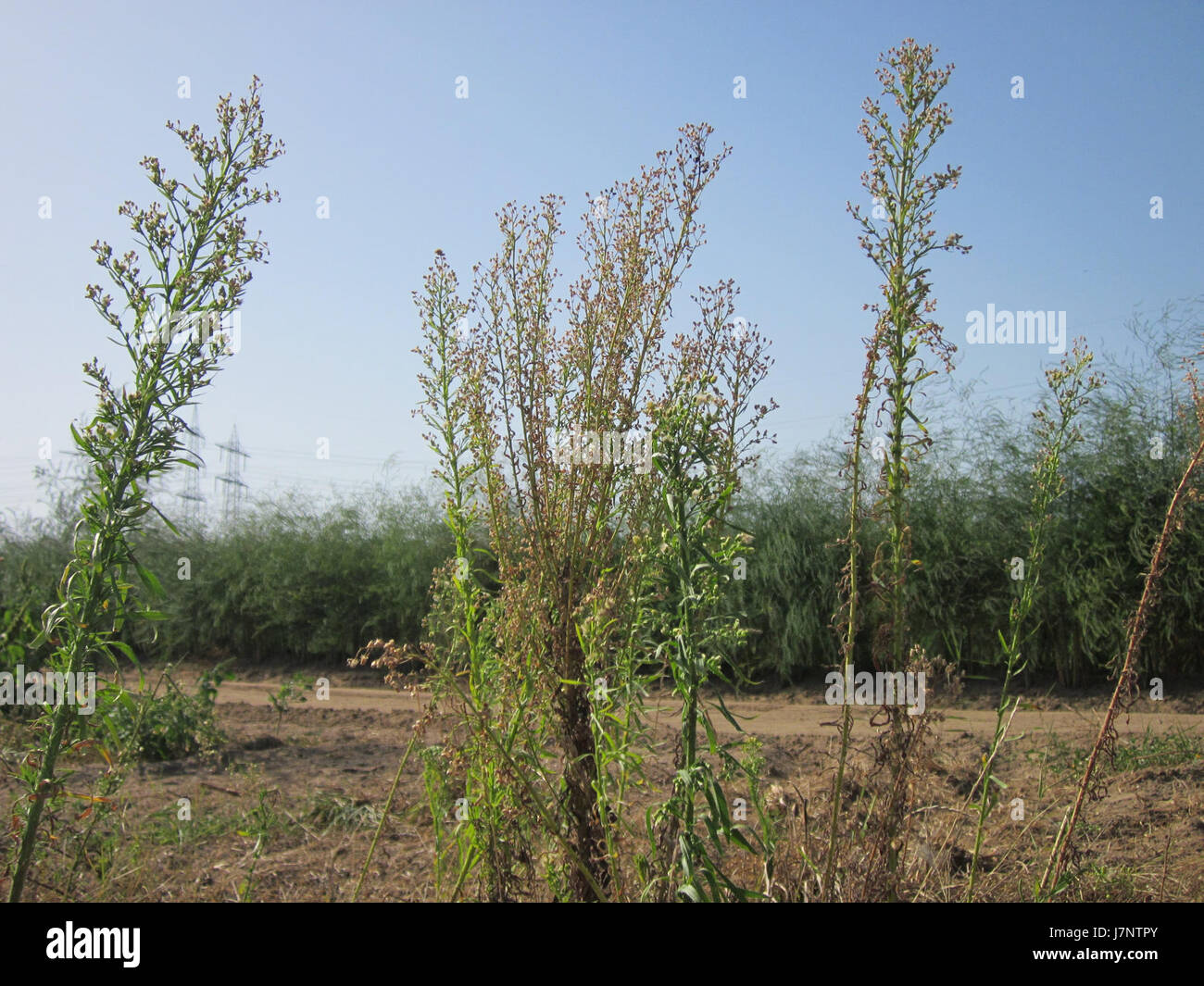 Schwetzingen ist eine Stadt in Deutschland, die für ihr barockes Schloss und ihre Gärten bekannt ist. Dieser Titel bezieht sich wahrscheinlich auf einen bestimmten Ort oder eine Veranstaltung im Zusammenhang mit Schwetzingen am 19. August 2012, die möglicherweise die Gärten oder ein kulturelles Ereignis dokumentieren. Stockfoto