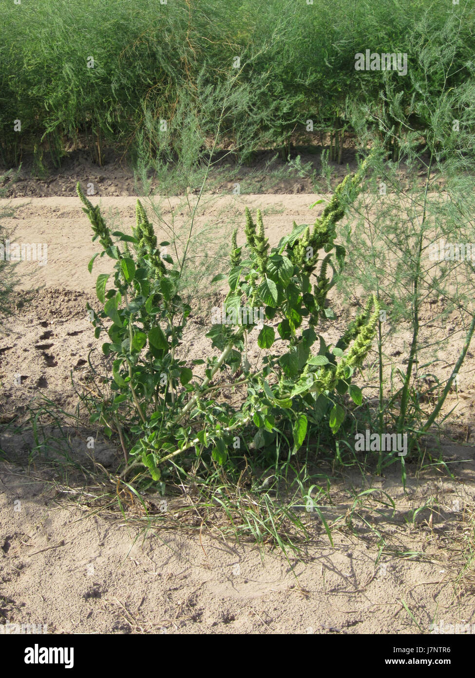 Dieses Bild bezieht sich auf Schwetzingen, eine Stadt in Deutschland, die ein bedeutendes historisches oder kulturelles Ereignis vom 19. August 2012 zeigt. Schwetzingen ist bekannt für sein schönes Schloss und seine Gärten, die wichtige Wahrzeichen sind. Stockfoto