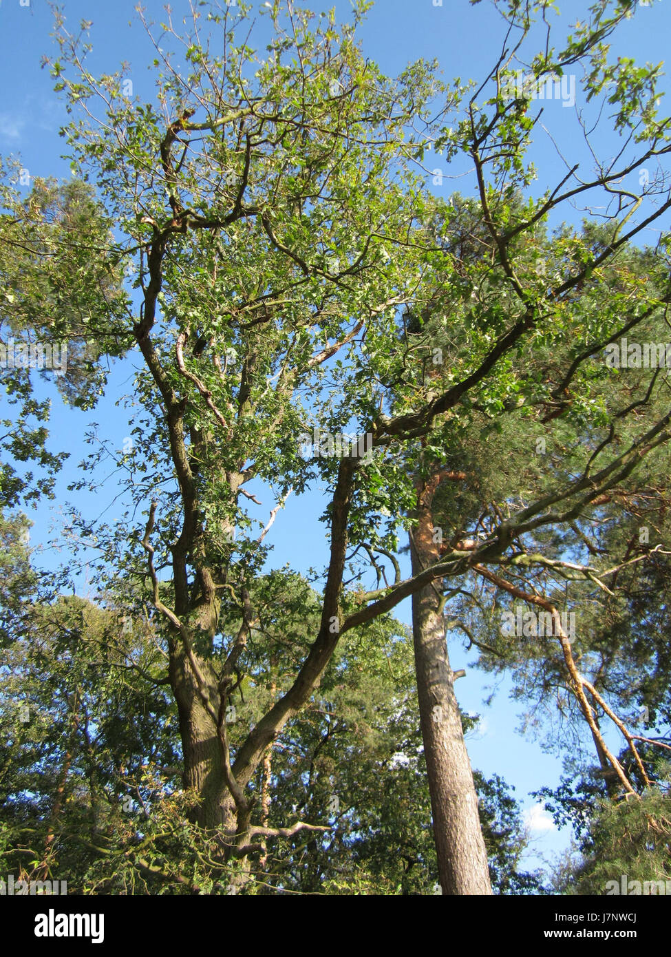 Dieser Titel bezieht sich auf ein bestimmtes Ereignis oder Bild, das mit Eiche in Reilingen assoziiert ist. Es kann einen historischen oder zeitgenössischen Kontext in Bezug auf lokale Bedeutung oder ein bemerkenswertes Ereignis ab September 2012 beinhalten. Stockfoto