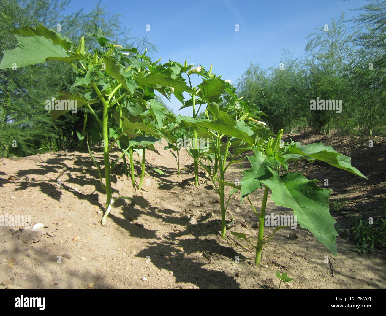 20120906Stechapfel Reilingen1 Stockfoto