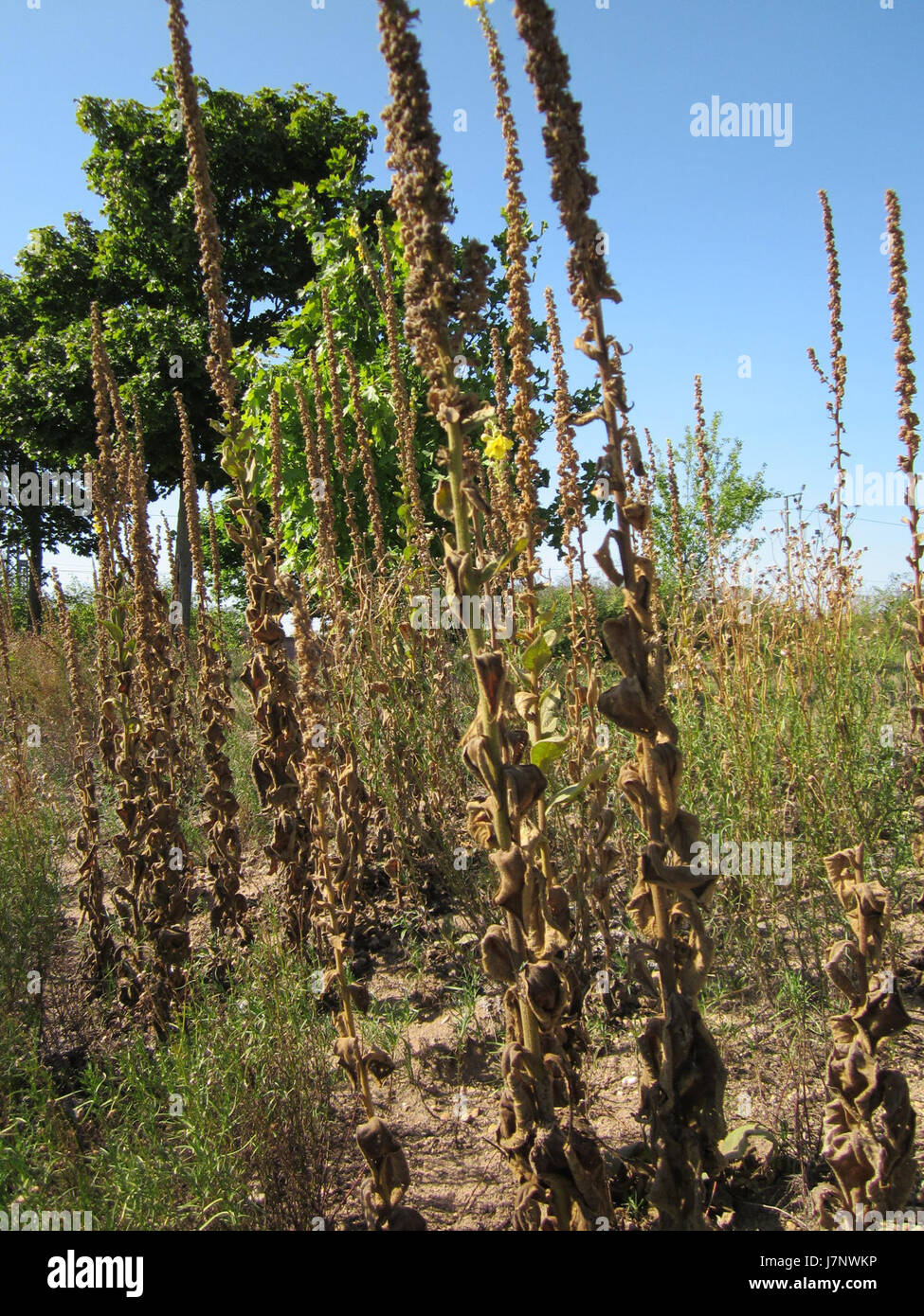 Auf diesem Bild ist die Königskerze, eine Pflanzenart in Reilingen, dargestellt, die für ihre gelben Blüten und ihre botanische Bedeutung für die Flora der Region bekannt ist. Stockfoto