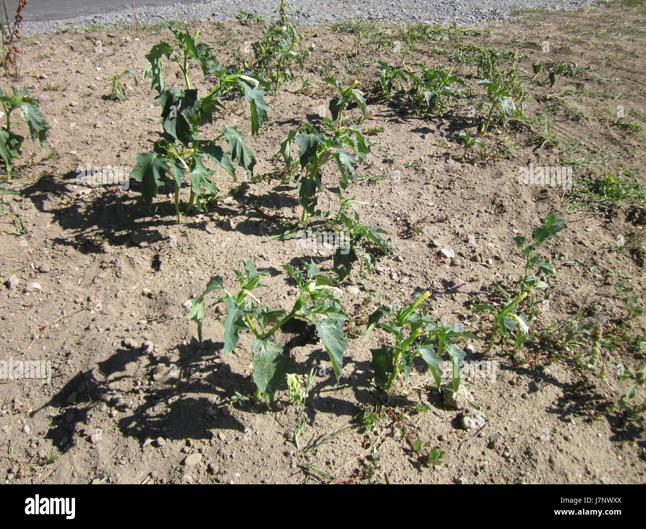 Die Stechapfel (auch Dornapfel genannt) wurde am 8. September 2012 in Altlussheim beobachtet. Diese Pflanze, bekannt für ihre großen, spitzen Früchte, gehört zur Gattung Datura und ist oft mit toxischen und halluzinogenen Eigenschaften assoziiert. Stockfoto