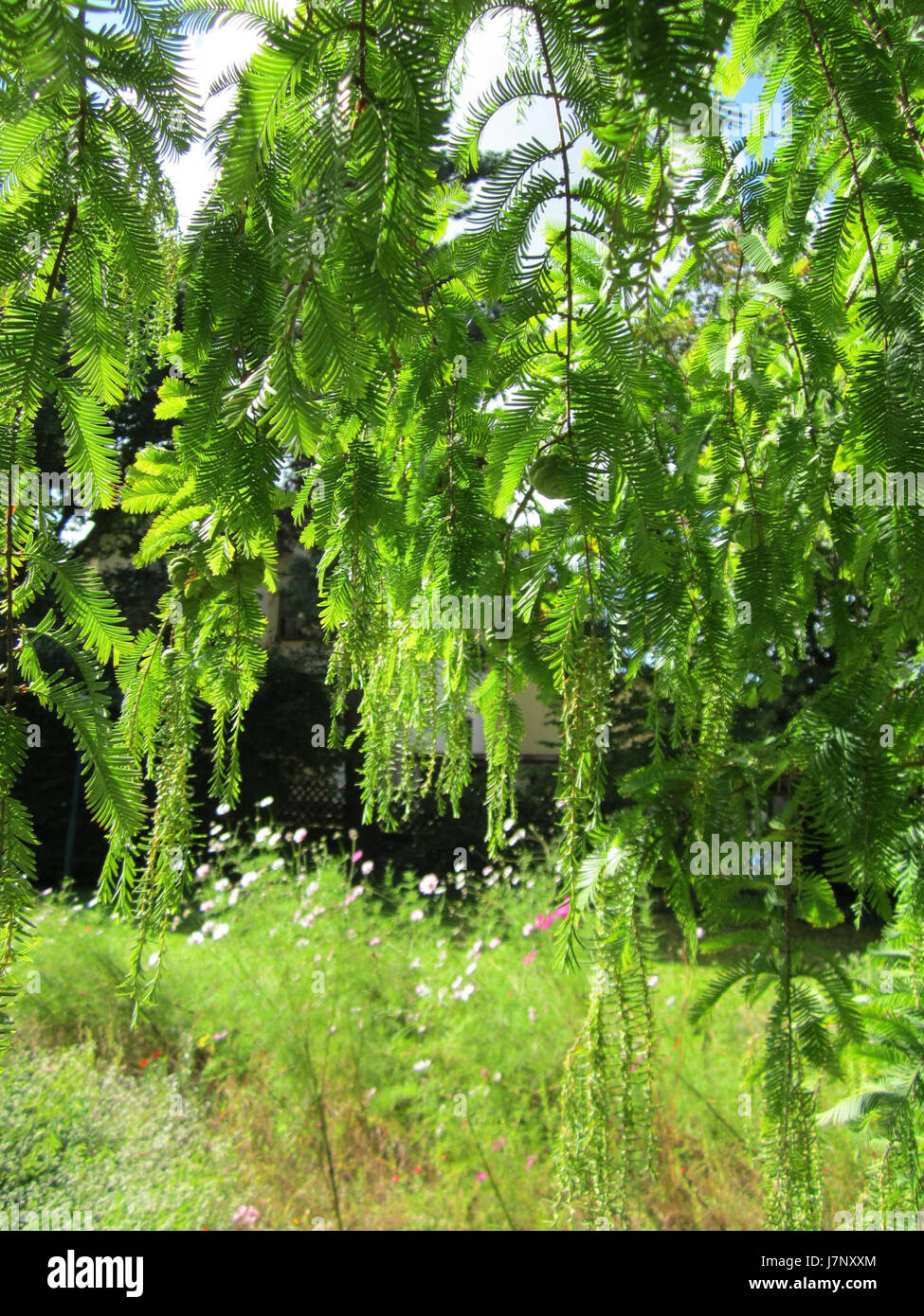 Dieser Titel bezieht sich auf den Urweltmammutbaum, eine Art antiker Baum, der in Hockenheim gepflanzt wurde. Es ist wahrscheinlich ein Hinweis auf die historische und botanische Bedeutung der Art in diesem Gebiet. Stockfoto