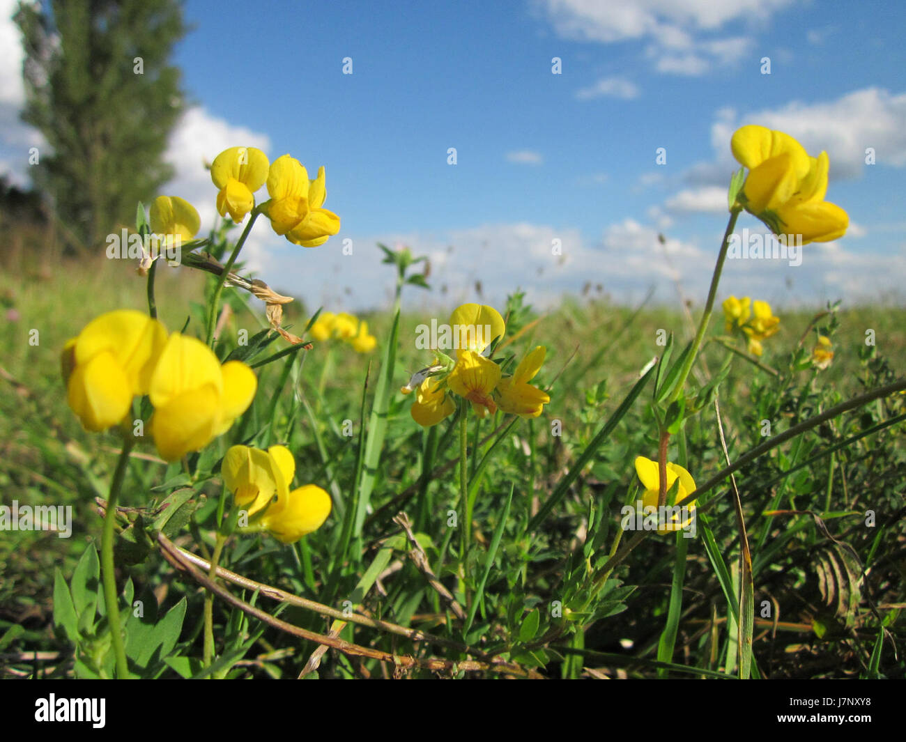 Hornklee Hockenheim bezieht sich auf einen bemerkenswerten Ort oder eine Veranstaltung, die am 19. September 2012 in Hockenheim stattfand. Hockenheim ist bekannt für seine Motorsportgeschichte, insbesondere die Hockenheimring-Rennstrecke. Stockfoto