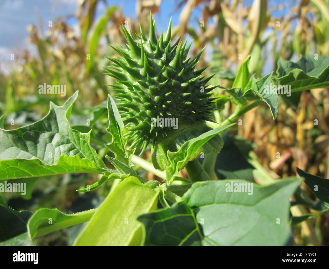 Die in einer botanischen Illustration dargestellte Stechapfel (auch Teufelsthorn genannt) in Hockenheim hebt ihre medizinischen und toxischen Eigenschaften hervor. Stockfoto