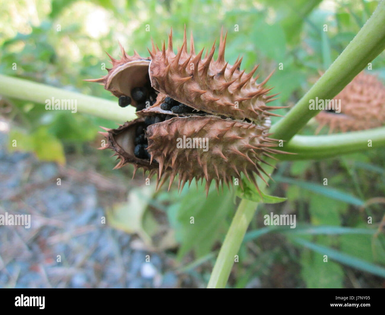 20120919Stechapfel Hockenheim4 Stockfoto