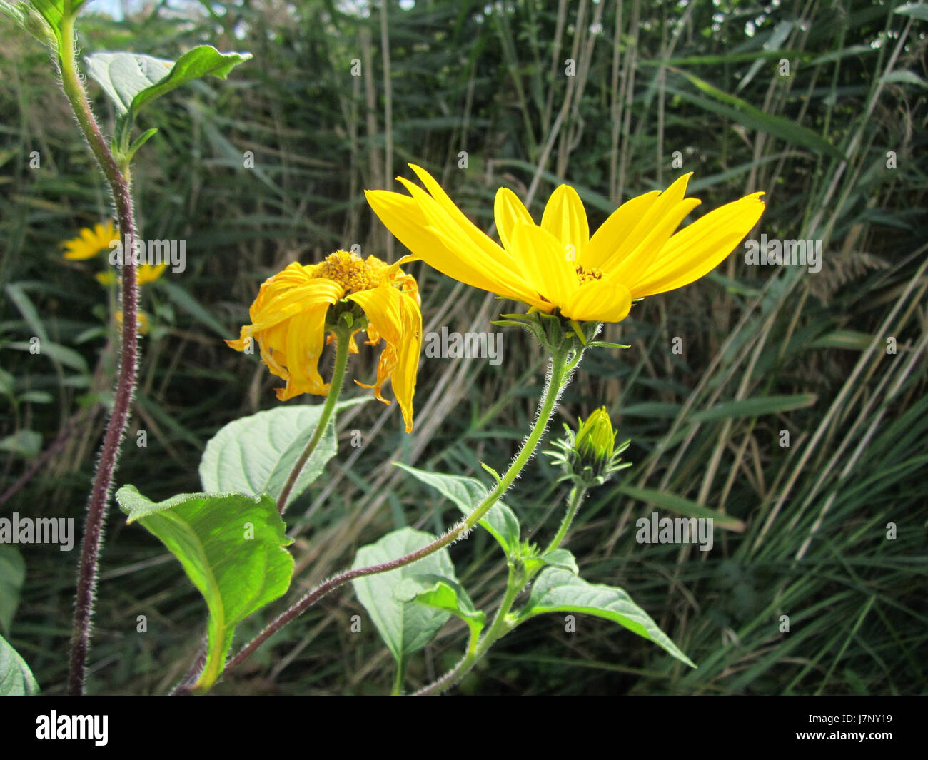 Die Bachwiesen Hockenheim beziehen sich auf einen Standort in der Nähe von Hockenheim. Der 20. September 2012 könnte auf ein Ereignis oder eine Beobachtung im Zusammenhang mit dem Gebiet hinweisen, möglicherweise im Zusammenhang mit Naturlandschaften oder regionalen Aktivitäten. Stockfoto