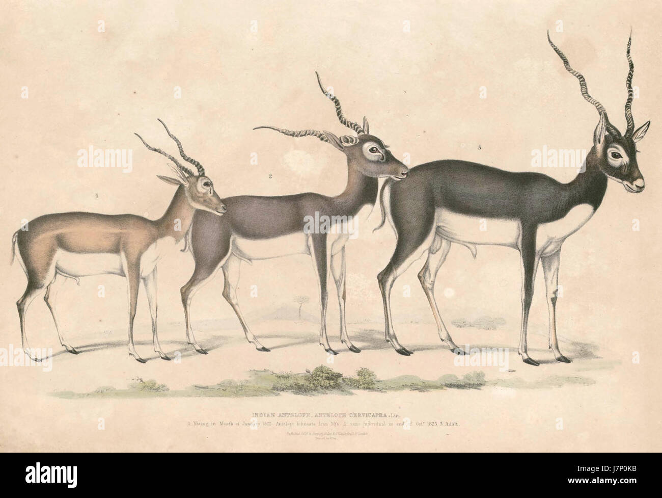 Antilope cervicapra rupicapra, auch bekannt als Schwarzbockantilope, ist eine Art, die in Südasien vorkommt. Der Begriff „Hardwicke“ kann sich auf eine Studie oder ein Exemplar beziehen, das von einem Naturforscher beobachtet wurde. Stockfoto