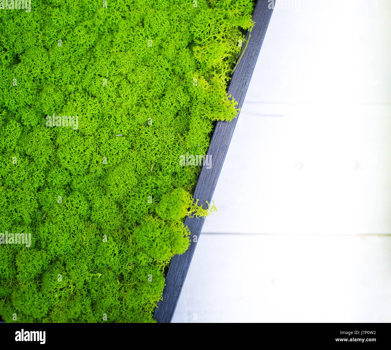 Glänzend grünes stabilisierte Moos Pflanze auf Oberfläche in schwarzem Rahmen Seitenteil auf weißem defokussierten hölzernen Hintergrund Stockfoto
