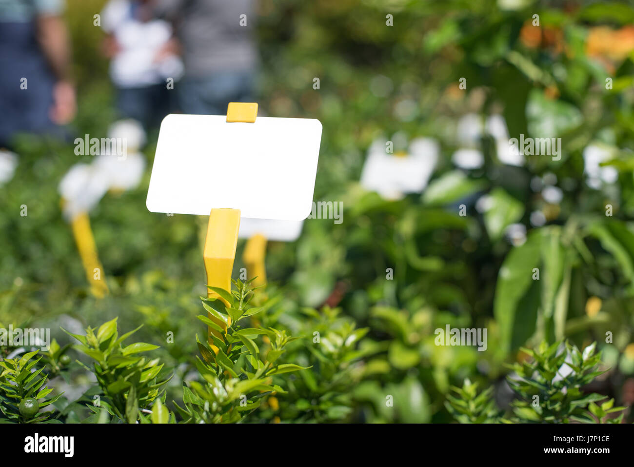 White-Label auf grünen Blättern, Gärtnerei und defokussierten Menschen im Hintergrund Stockfoto