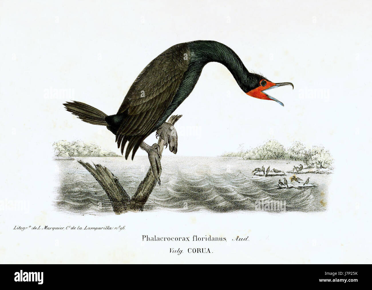 Der kubanische Kormoran ist eine Kormoranart, die nur in Kuba vorkommt. Er ist bekannt für sein unverwechselbares Aussehen, einschließlich eines langen Halses und eines scharfen Schnabels, und gilt als kritisch gefährdet aufgrund des Verlusts von Lebensräumen und der geringen Bevölkerungszahl. Stockfoto