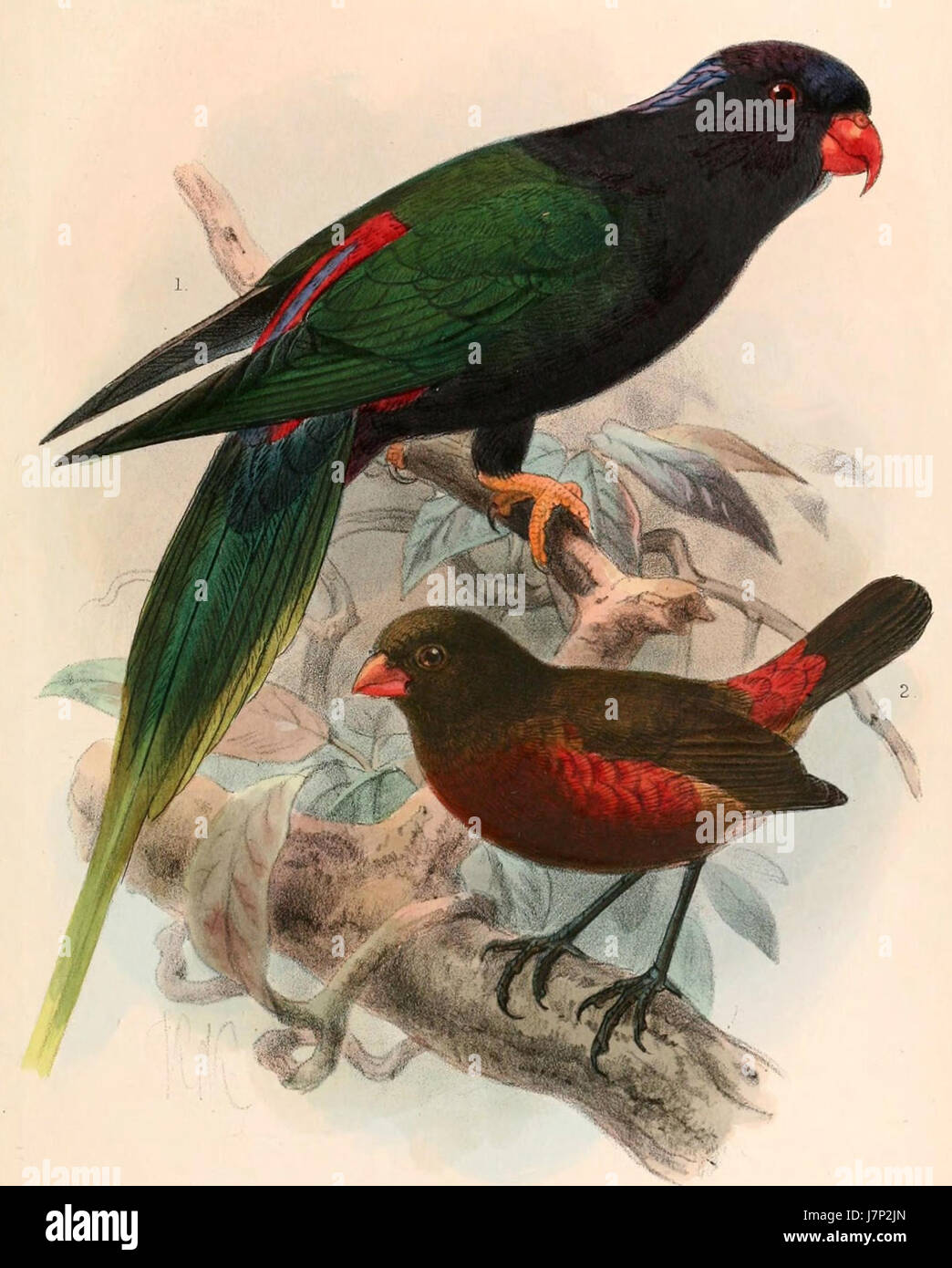 Eine Illustration zweier Vogelarten, Charmosyna papou stellae und Oreostruthus fuliginosus, aus einer zoologischen Studie von 1899. Diese Arten gehören zur Familie der Papageien und sind für ihr lebendiges Gefieder und ihre Lebensräume in tropischen Regionen bekannt. Stockfoto