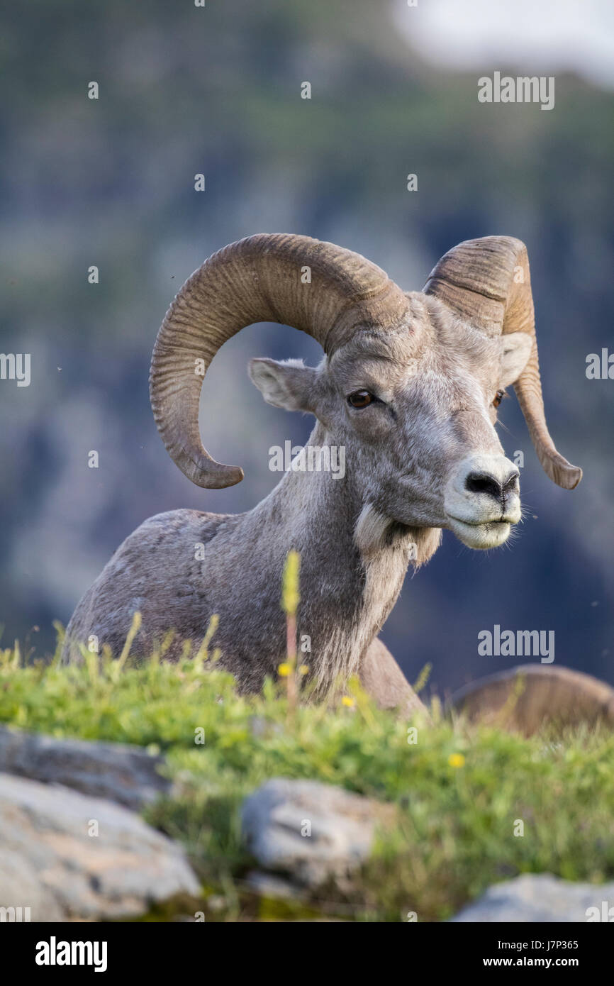 Ovis Canadensis / Bighorn Schaf / Schaf / Ram / braun / felsigen Bergschafe Stockfoto