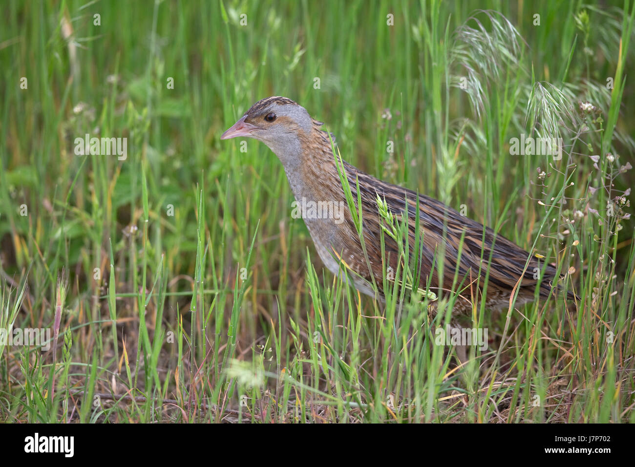 Wachtelkönig (Crex Crex) Wachtelkönige Mais Crake Cracker Stockfoto