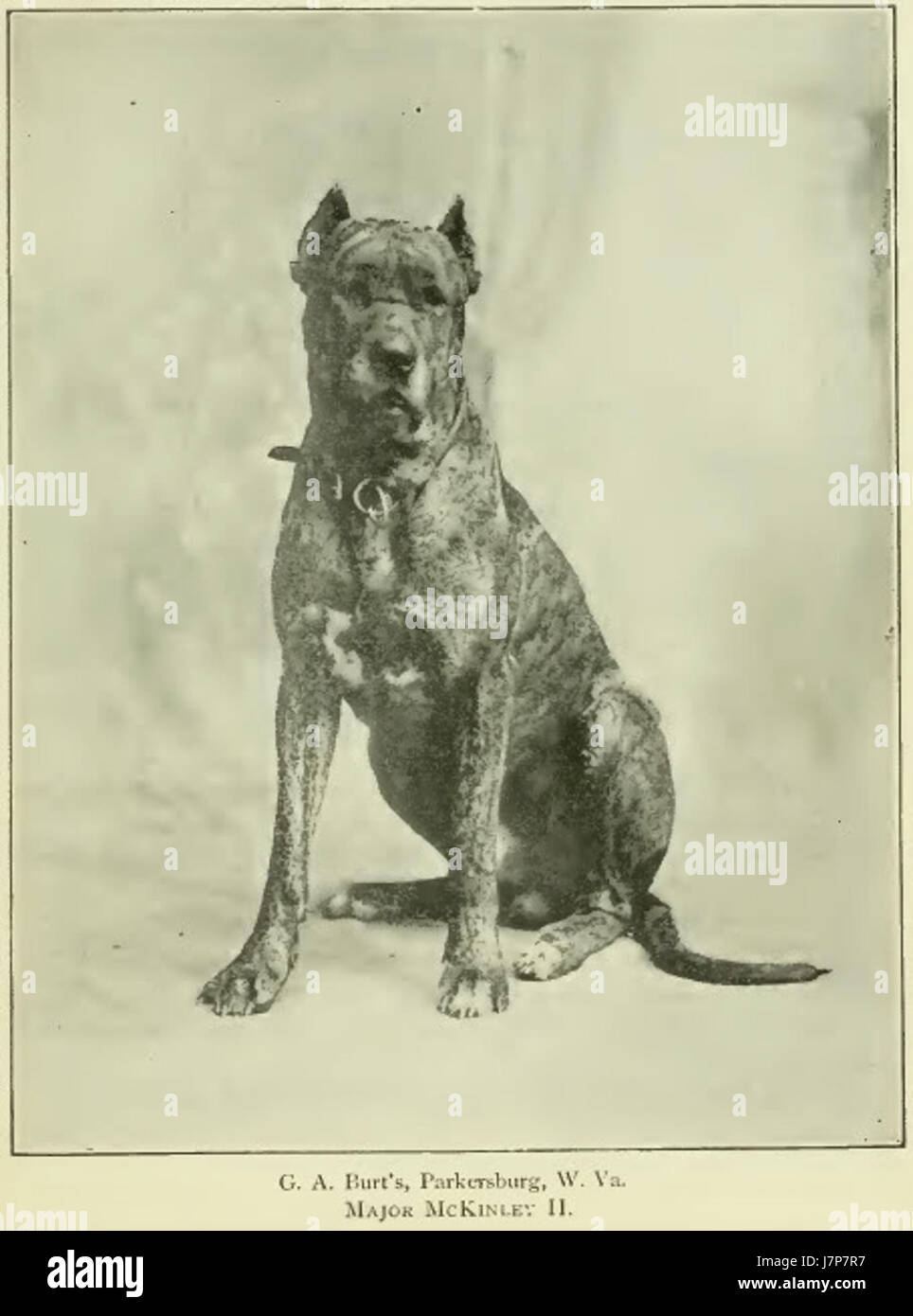 1897Great Dane Stockfoto