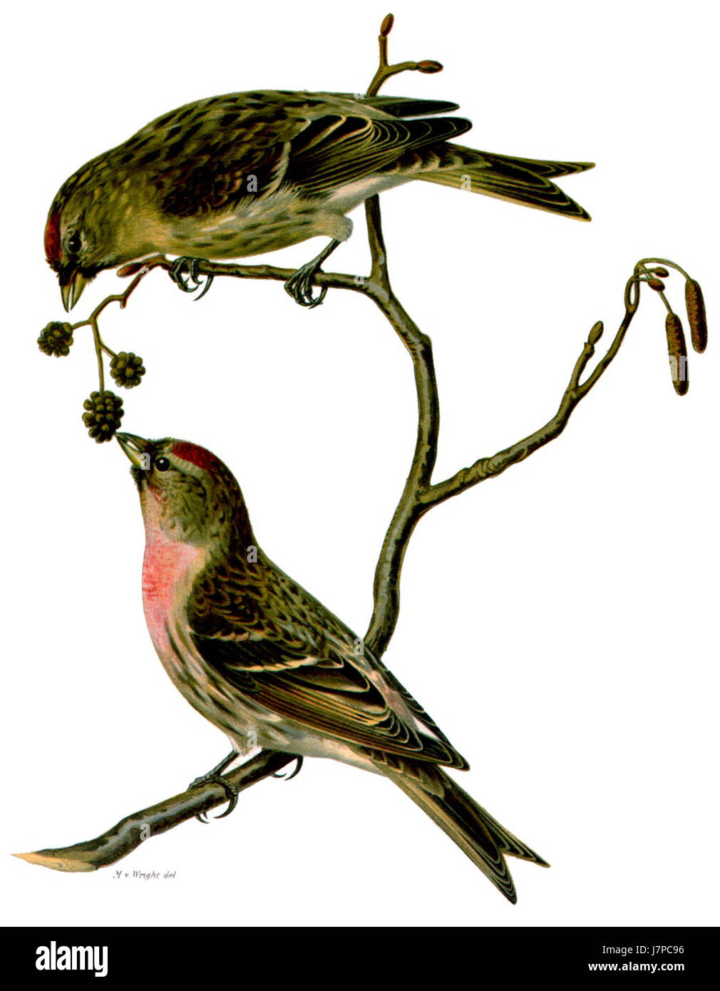 Carduelis flammea, auch bekannt als Rotpoll, ist ein kleiner Passerinvogel. Sie ist in Nordamerika und Teilen Europas zu finden, bekannt für ihre charakteristische rote Kappe und Markierungen. Stockfoto