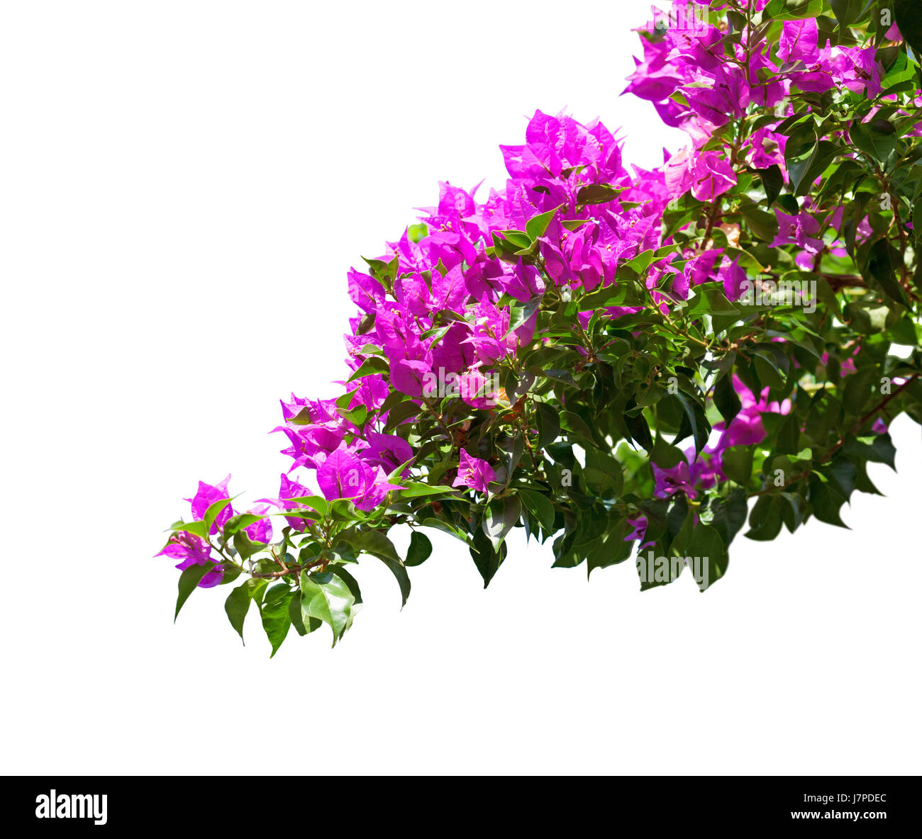 Blühende Bougainvillea isoliert auf weißem Hintergrund Stockfoto