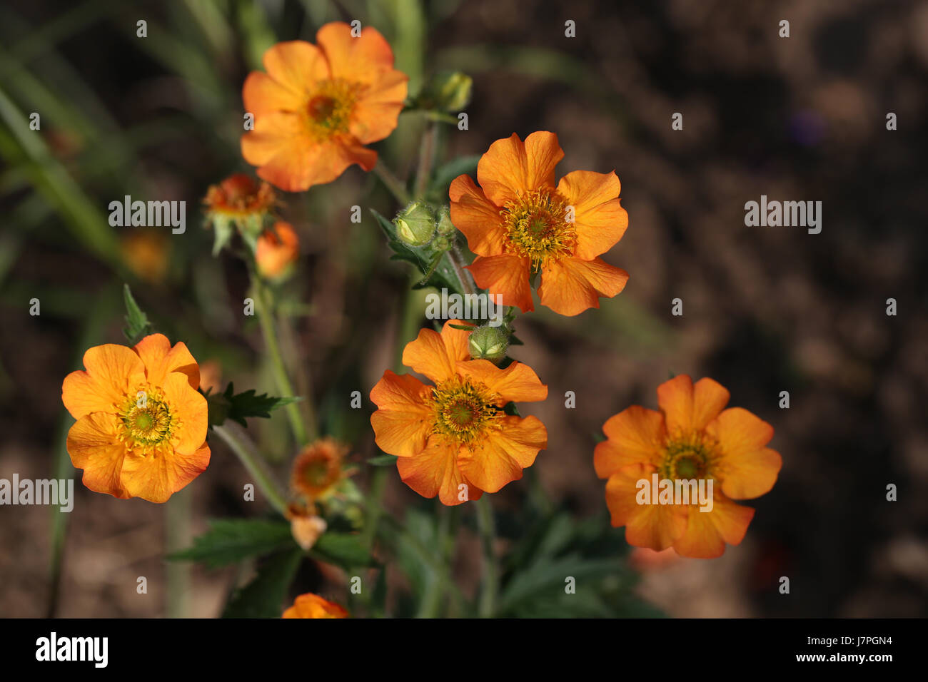 Geum "Völlig Tangerine" Pflanzen blühen im Sommer Garten Grenze. Die Blüten des Werks Geum sind besonders attraktiv für Bestäuber. Stockfoto