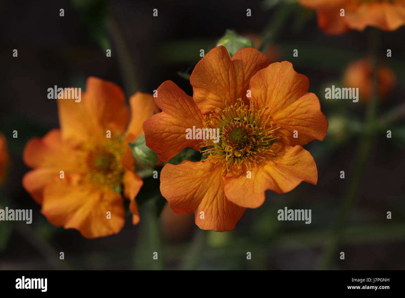 Geum "Völlig Tangerine" Pflanzen blühen im Sommer Garten Grenze. Die Blüten des Werks Geum sind besonders attraktiv für Bestäuber. Stockfoto