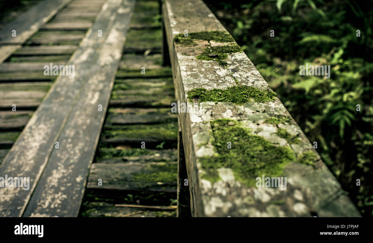 Holzbrücke im tropischen Regenwald, Dschungel-Landschaft Stockfoto