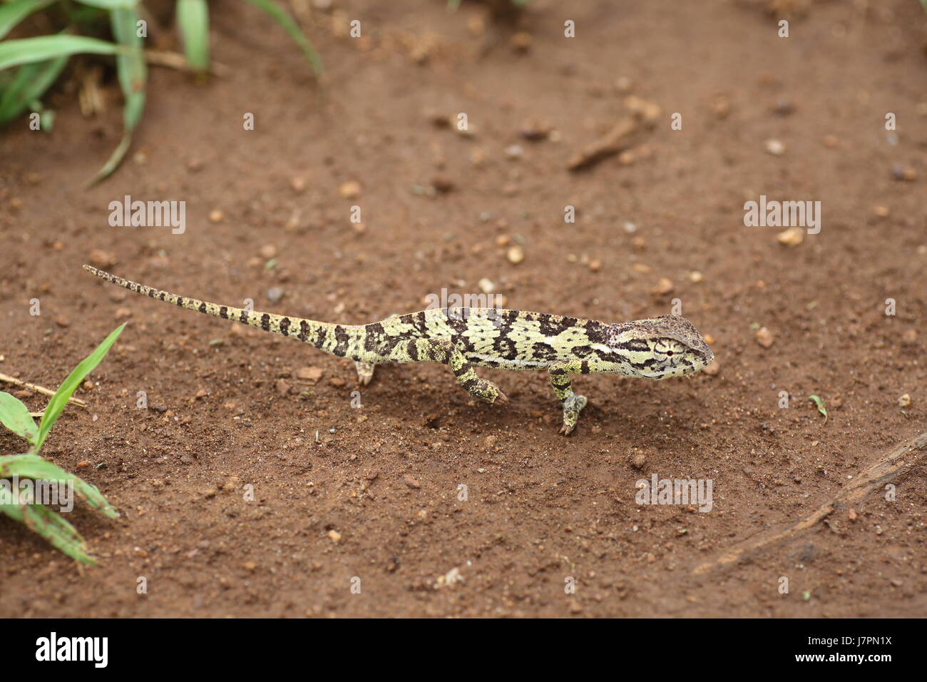 Klappe-necked Chamäleon (Chamaeleo Dilepis) in Sambia Stockfoto