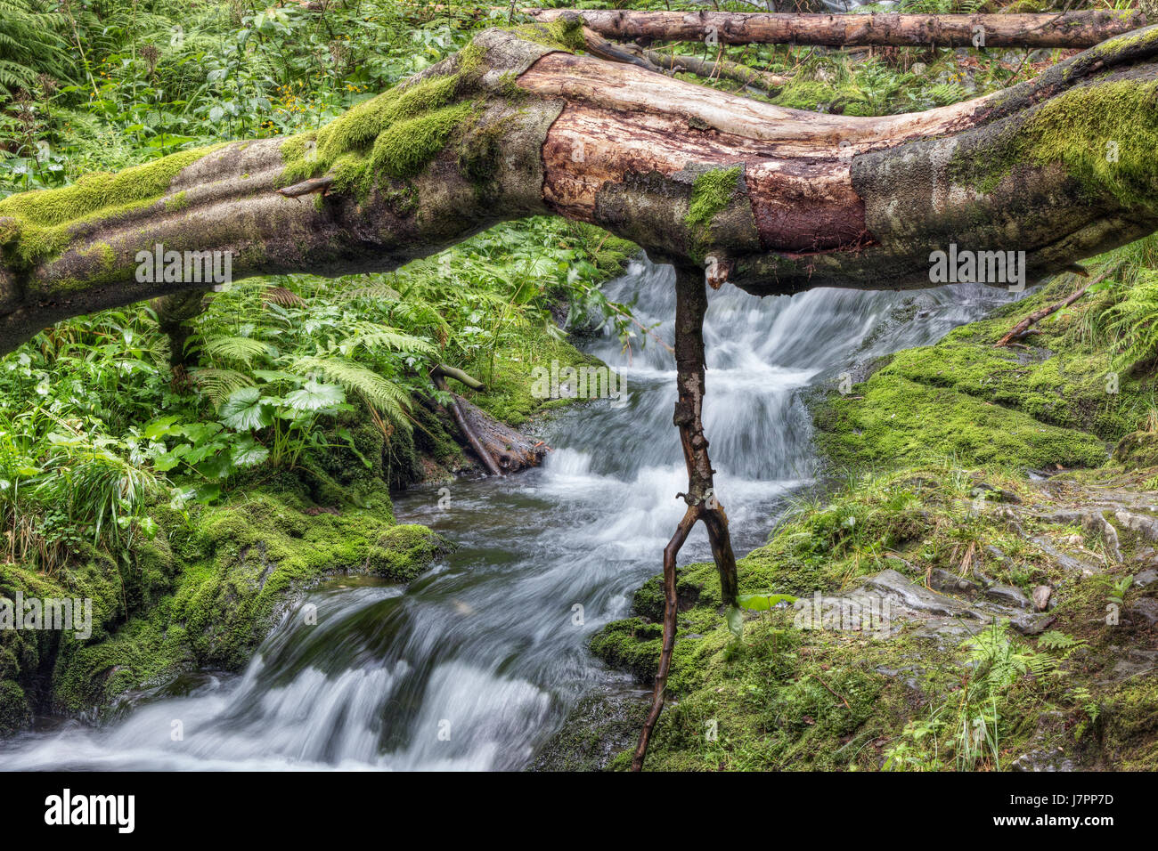 Gefallenen Baumstamm über Bach - Wasserfälle und Stromschnellen auf dem weißen Opava-stream Stockfoto