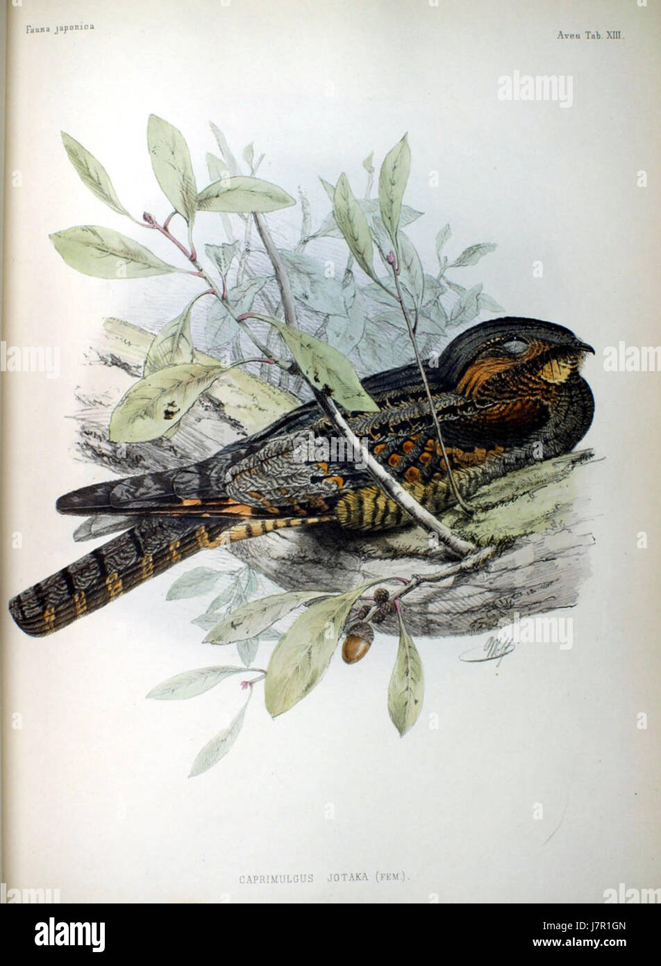 Caprimulgus jotaka, auch bekannt als Japanische Nachtschnecke, ist eine in Japan heimische Vogelart. Diese Art, die in Fauna Japonica dargestellt wird, zeichnet sich durch ihre nächtlichen Gewohnheiten und ihr kryptisches Gefieder aus, wodurch sie gut an ihre Umgebung angepasst ist. Stockfoto