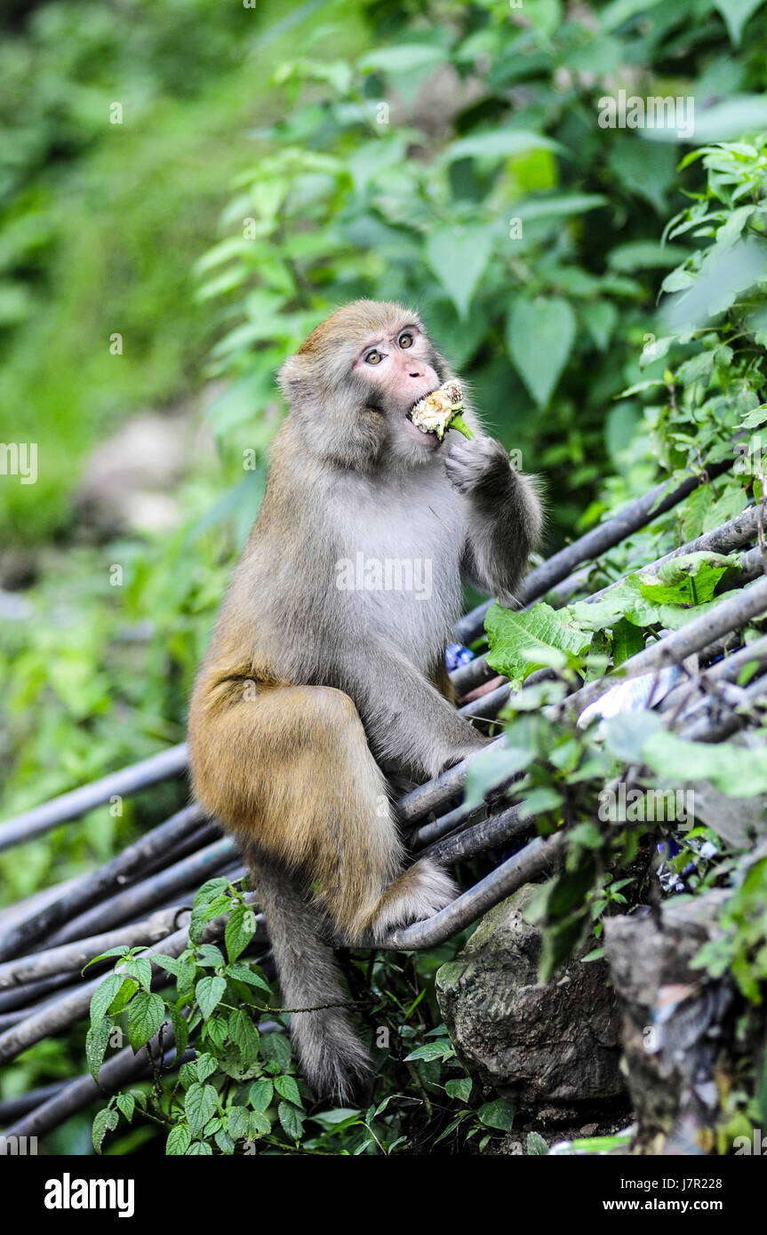 Erwachsenen Affen im Dschungel in Indien Essen. Stockfoto