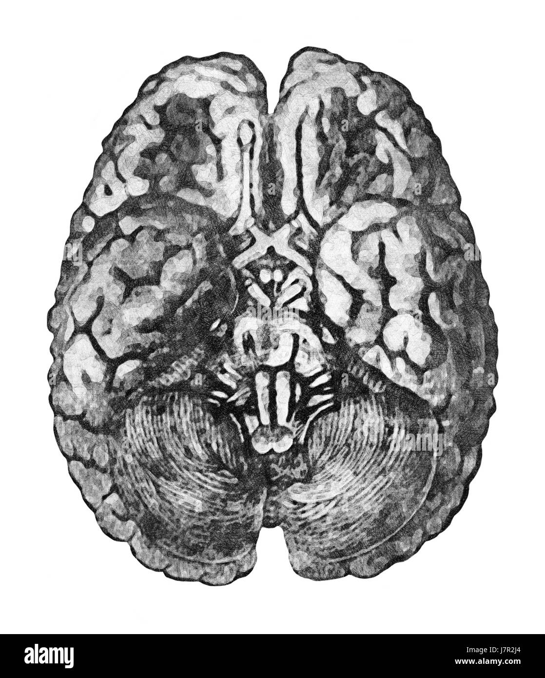 Unter der Oberfläche des Gehirns. Anatomie Bildungskonzept - Blick von unten auf das Gehirn und Hirnstamm. Stockfoto