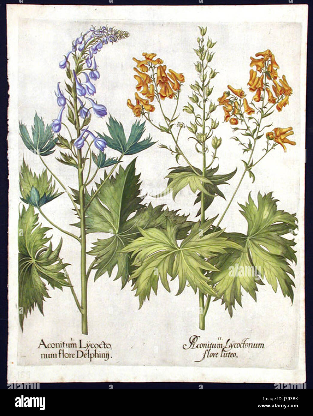 Aconitum lycoctonum Stockfoto