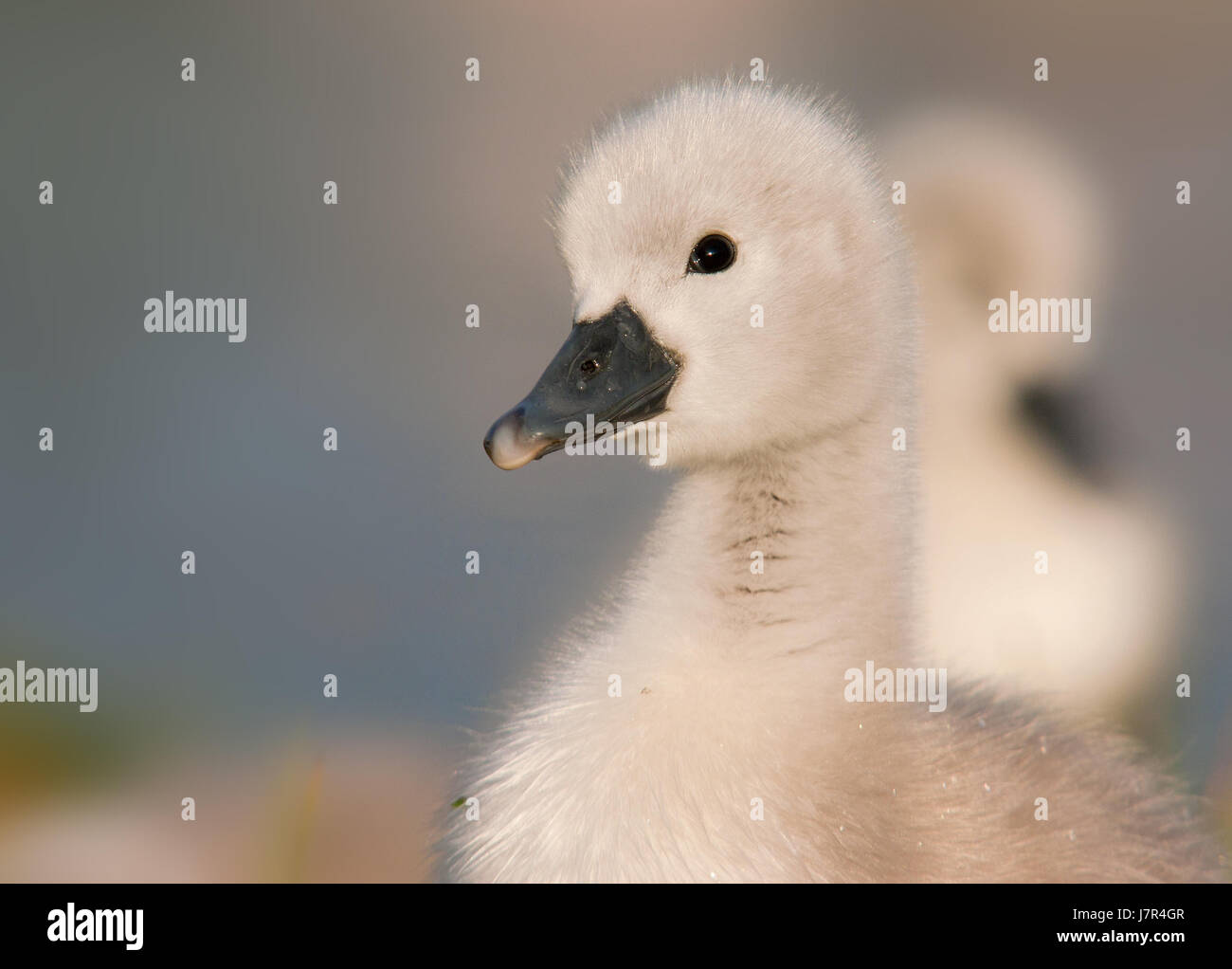 neugierig neugierige nosy Schwan junge Küken Tier Tier Kind beobachten, beobachten, beobachten Stockfoto