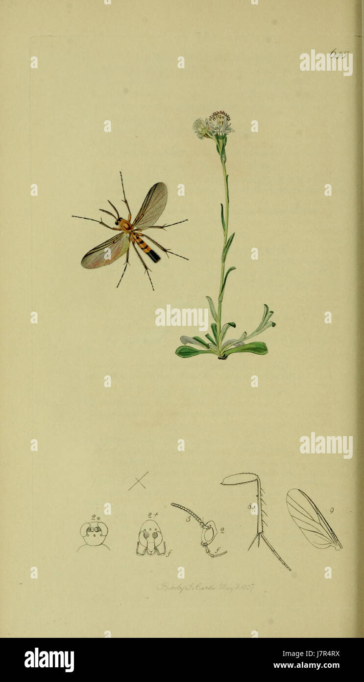 Diese Platte aus Band 8 der britischen Entomologie-Serie zeigt detaillierte Abbildungen von Insekten, die wichtige wissenschaftliche Informationen über ihre Eigenschaften und Klassifizierung liefern. Sie trägt zur Dokumentation entomologischer Studien in Großbritannien bei. Stockfoto