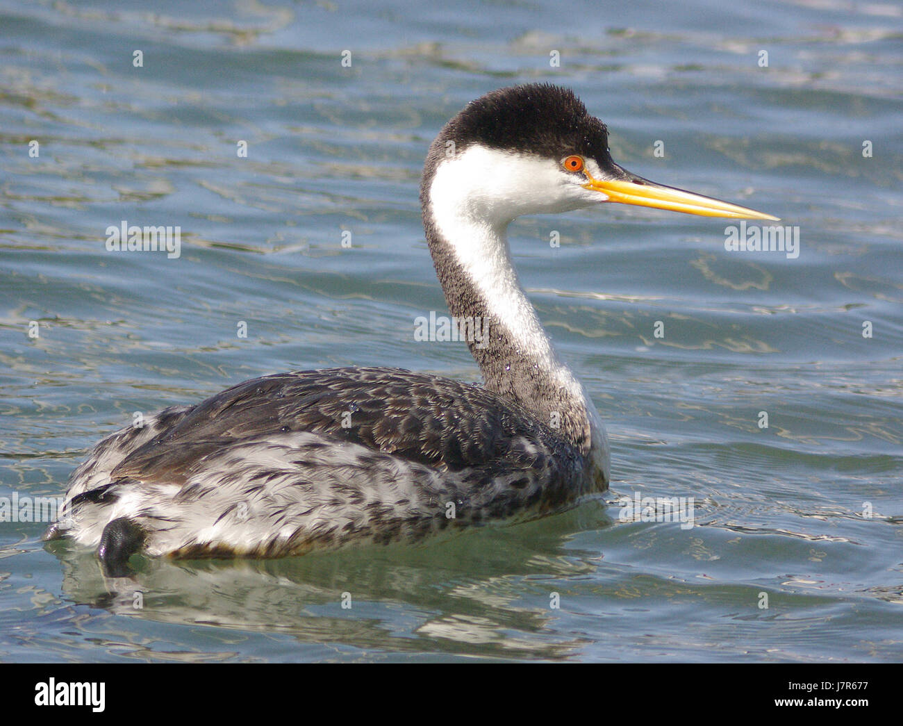 101 Clarks GREBE (3 25 08) Wort, ca (1) (8722135496) Stockfoto