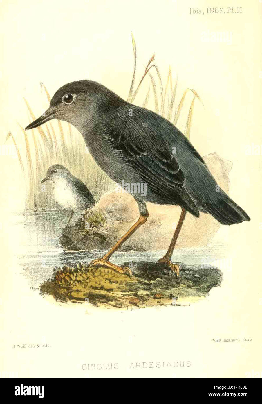 Cinclus Ardesiacus, auch bekannt als Black-Capped Water Ouzel, ist eine Vogelart, die in der Nähe schnell fließender Bäche und Flüsse zu finden ist. Diese Art ist bekannt für ihre Fähigkeit, unter Wasser zu tauchen und auf der Suche nach Nahrung, wie Wasserinsekten und kleinen wirbellosen Tieren, zu schwimmen. Stockfoto