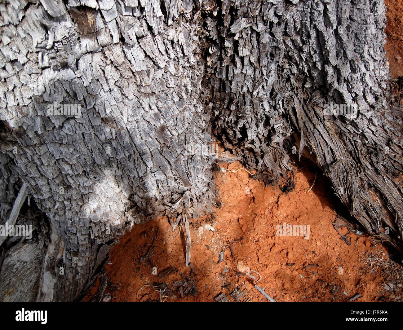 2009 365 88 alte wächst in diesem Red Dirt (3396480723) Stockfoto
