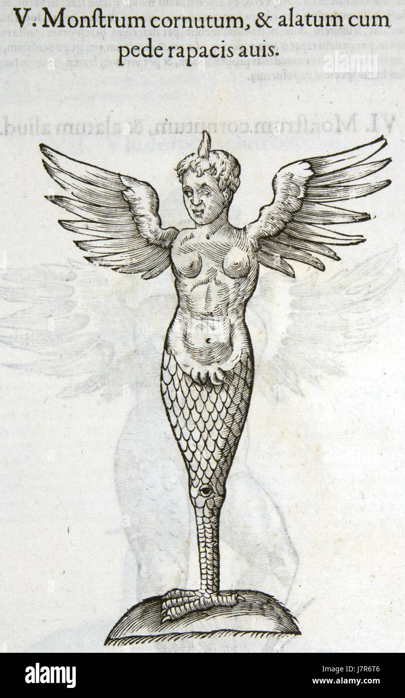 Urania speciosa, eine blühende Pflanzenart aus Südamerika, ist in den botanischen Illustrationen von Ulisse Aldrovandi aus dem 17. Jahrhundert zu sehen und zeigt ihre unverwechselbaren floralen Merkmale. Stockfoto